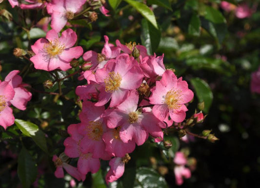 Rosa 'Juanita' ® BDR - Bodendeckerrose 'Juanita' ® ADR-Rose