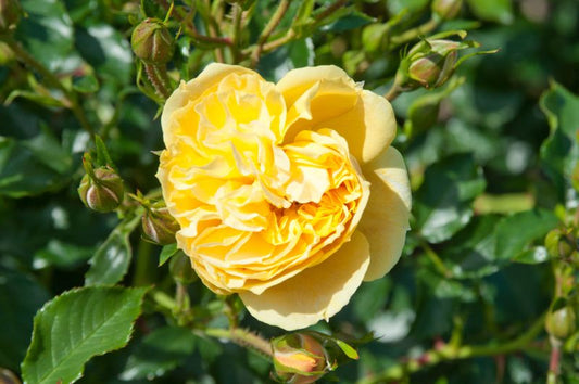 Rosa 'Mohana' BDR - Bodendeckerrose 'Mohana'