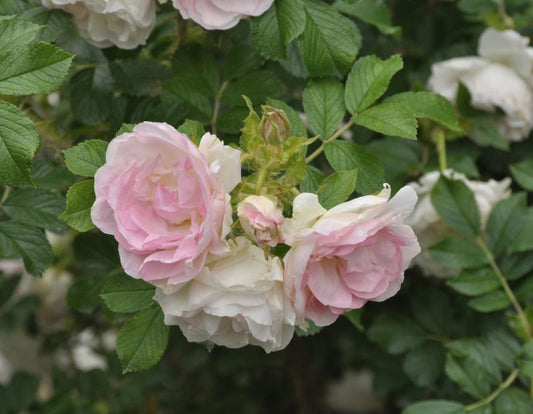 Rosa 'Polareis' ® BDR - Bodendeckerrose 'Polareis' ®