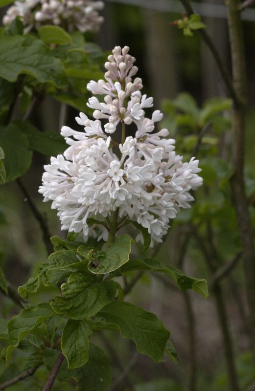 Syringa prestoniae 'Agnes Smith' - Botan.Flieder 'Agnes Smith'