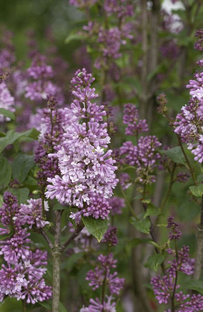 Syringa prestoniae 'Minuet' - Botan.Flieder