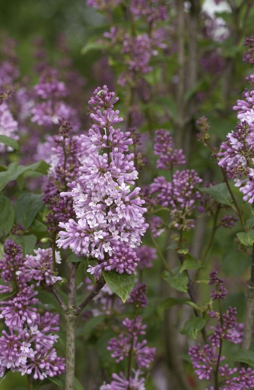 Syringa prestoniae 'Minuet' - Botan.Flieder