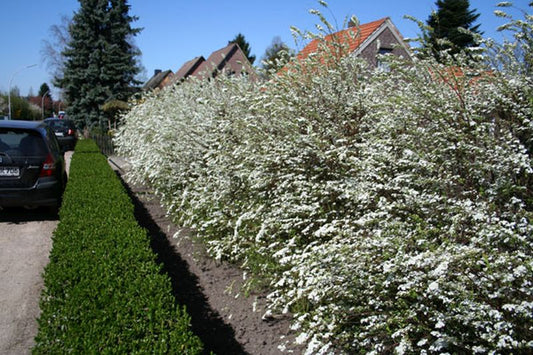 Spiraea arguta - Brautspiere