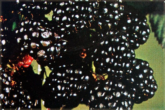 Rubus fruticosus 'Black Satin' CAC - Brombeere 'Black Satin'