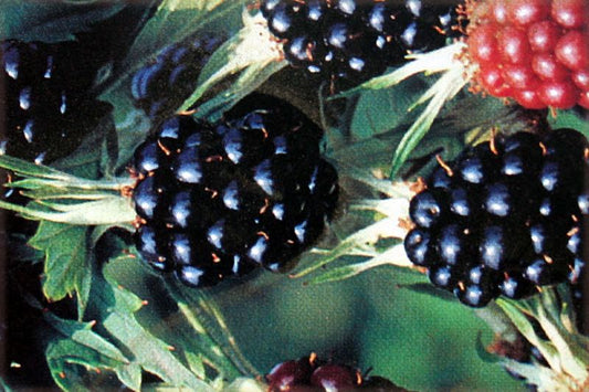 Rubus fruticosus 'Chester Thornless' CAC - Brombeere 'Chester Thornless'