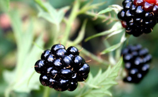Rubus fruticosus 'Loch Ness' -S- CAC - Brombeere 'Loch Ness' -S-