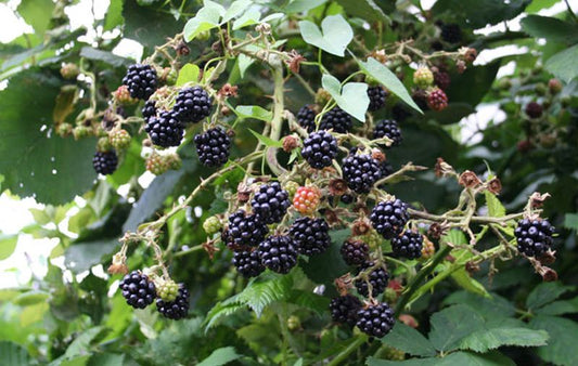 Rubus fruticosus 'Navaho' ® CAC - Brombeere 'Navaho' ®