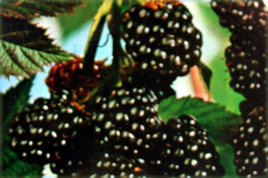Rubus fruticosus 'Oregon Evergreen' zert.vf - Brombeere 'Oregon Evergreen'