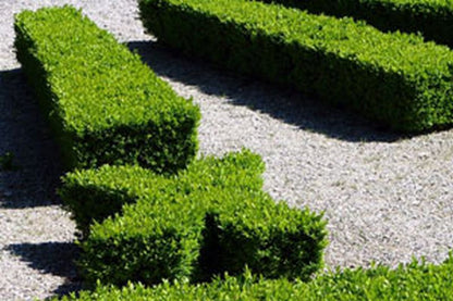 Buxus sempervirens var.arborescens - Buchsbaum / Heckenbuchs