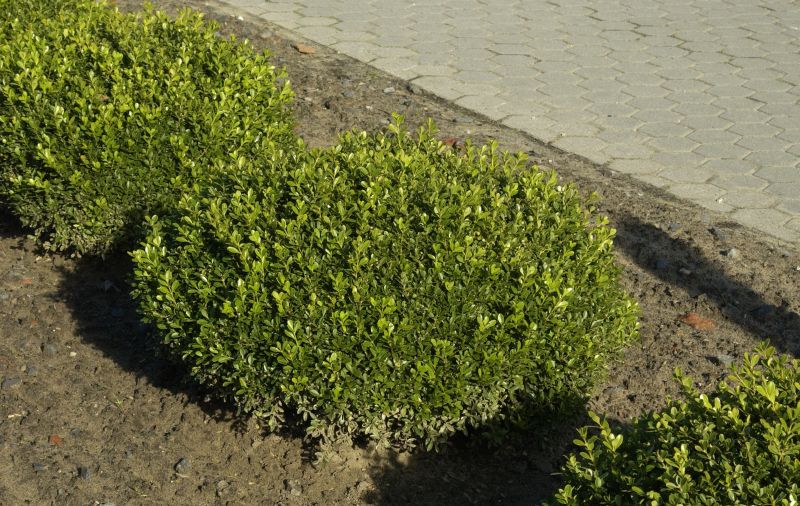 Buxus sempervirens 'Herrenhausen' - Buchsbaum 'Herrenhausen'