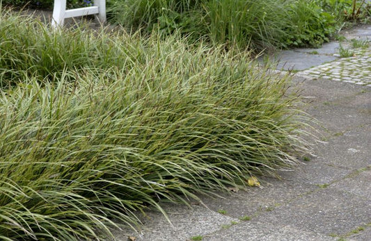 Carex morrowii 'Variegata' - Bunte Garten-Segge