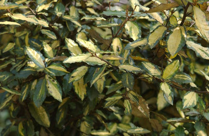 Elaeagnus pungens 'Maculata' - Buntlaubige Ölweide