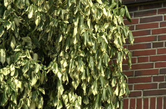 Hedera colchica 'Dentata Variegata' - Buntlaubiger Kaukasischer Efeu