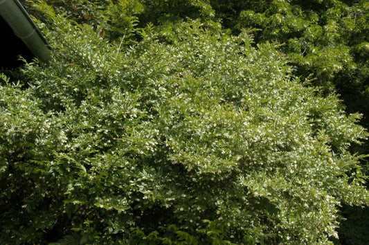 Ligustrum obtusifolium regelianum - Buschiger Liguster
