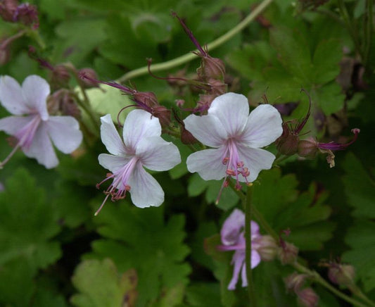 Geranium x cantabrigiense 'Biokovo' - Cambridge-Bastard-Storchschnabel Biokovo