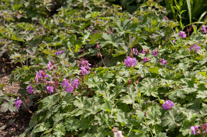 Geranium x cantabrigiense 'Karmina' - Cambridge-Bastard-Storchschnabel Karmina