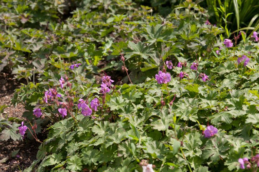 Geranium x cantabrigiense 'Karmina' - Cambridge-Bastard-Storchschnabel Karmina