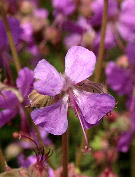 Geranium x cantabrigiense 'Cambridge' - Cambridge-Bastard-Storchschnabel Cambridge
