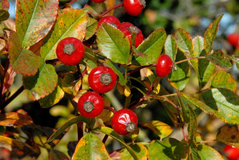 Rosa carolina - Carolina-Rose