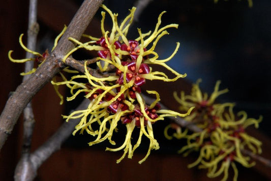 Hamamelis mollis - Chinesische Zaubernuss