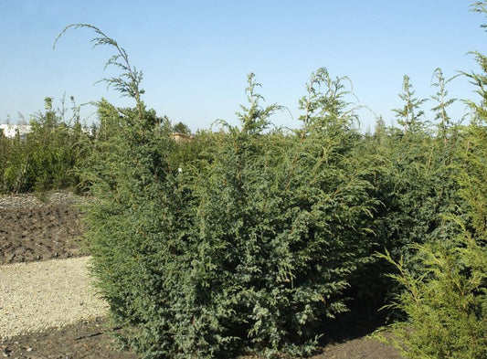 Juniperus chin.'Blue Alps' - ChinesischerWacholder 'Blue Alps'