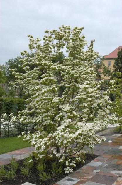 Cornus kousa chinensis - Chinesischer Blumen-Hartriegel