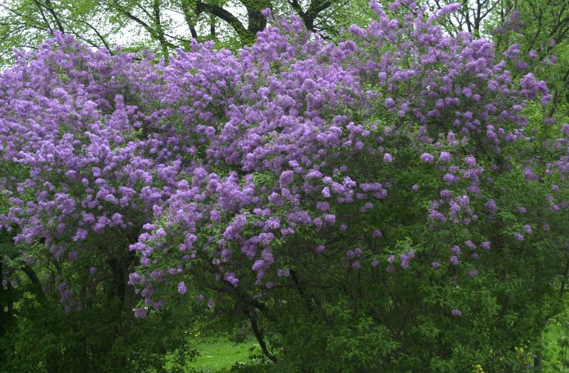 Syringa chinensis - Chinesischer Flieder