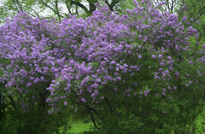 Syringa chinensis - Chinesischer Flieder