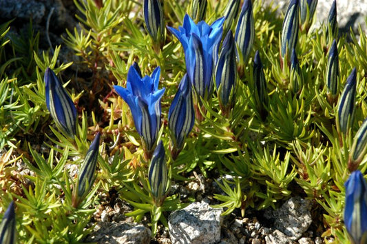 Gentiana sino-ornata - Chinesischer Herbst-Enzian