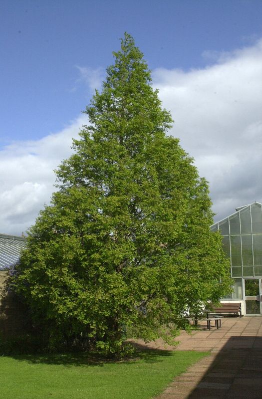 Metasequoia glyptostroboides - Chinesisches Rotholz