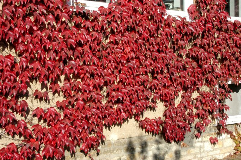 Parthenocissus tricuspidata 'Veitchii Boskoop' - Dreilappige Jungfernrebe 'Veitchii Boskoop'