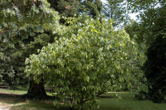 Asimina triloba - Dreilappige Papau
