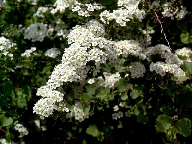 Spiraea trilobata - Dreilappige Spiere