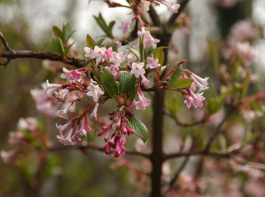 Viburnum farreri - Duftschneeball