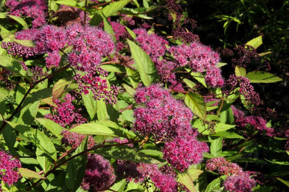 Spiraea japonica 'Zigeunerblut' - Dunkelrote Sommerspiere