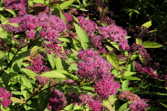 Spiraea japonica 'Zigeunerblut' - Dunkelrote Sommerspiere