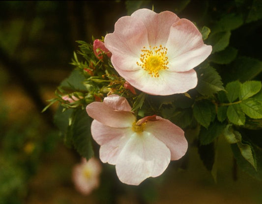 Rosa corymbifera - Ebenstrauß-Rose