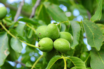 Juglans regia - Echte Walnuss