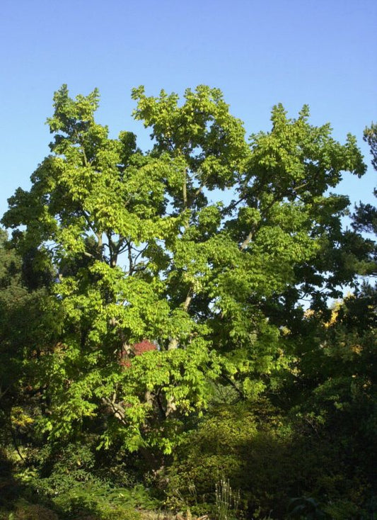 Phellodendron amurense - Echter Korkbaum