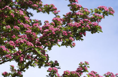 Crataegus laevigata 'Paul's Scarlet' - Echter Rotdorn