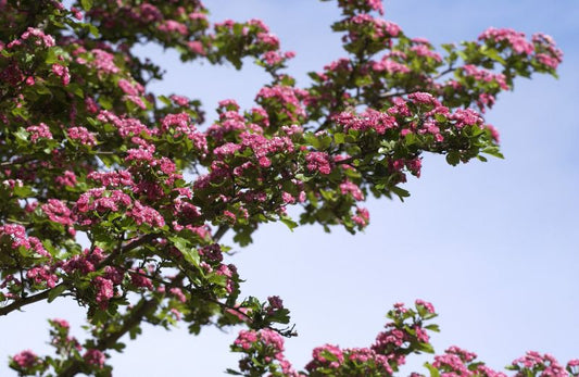 Crataegus laevigata 'Paul's Scarlet' - Echter Rotdorn