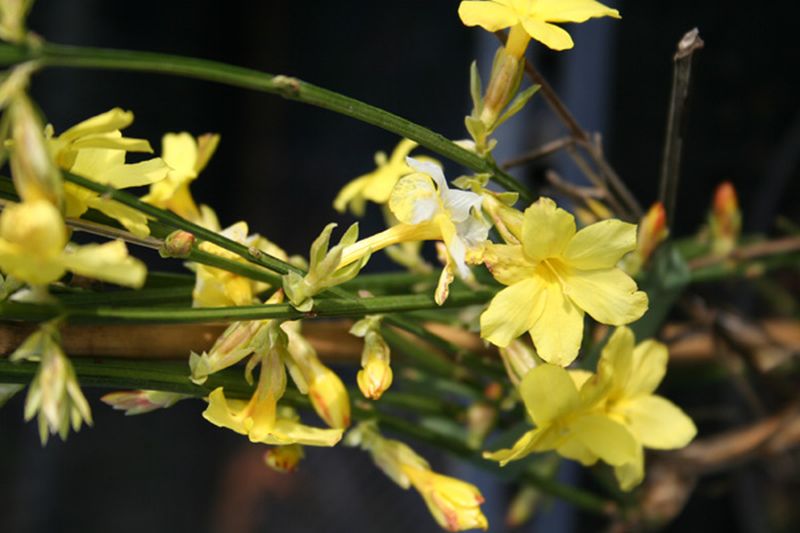Jasminum nudiflorum - Echter Winter-Jasmin