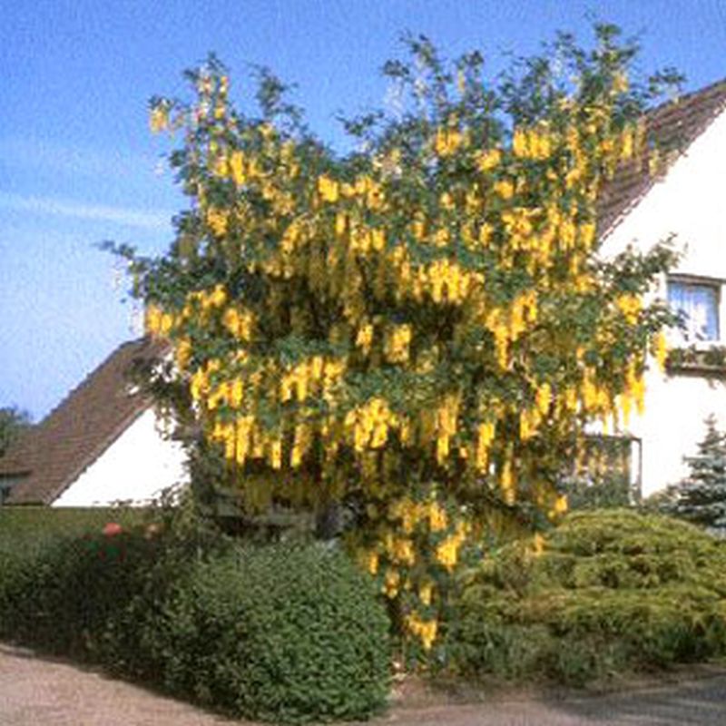 Laburnum watereri 'Vossii' - Edel-Goldregen