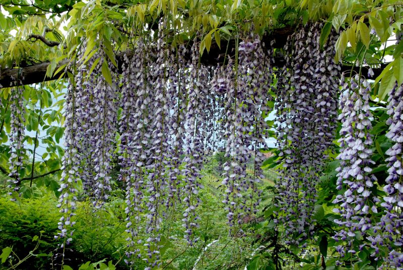 Wisteria floribunda 'Macrobotrys' - Edelblauregen 'Macrobotrys'