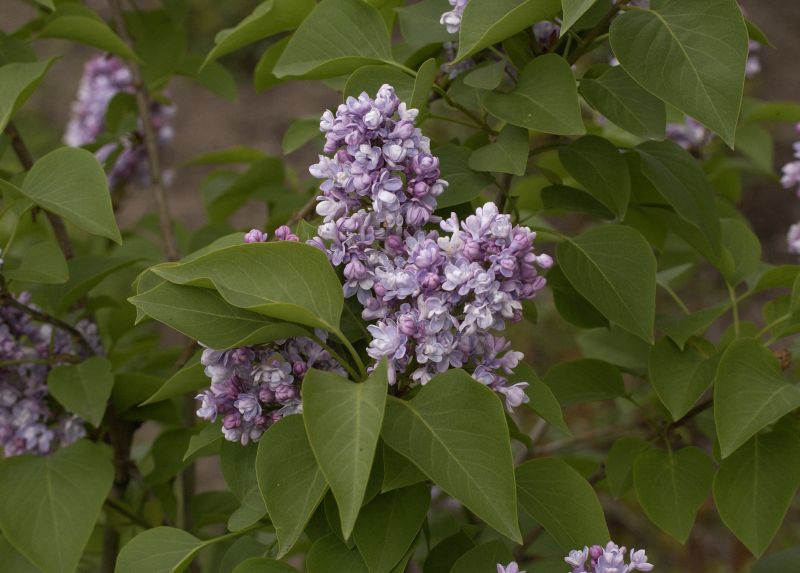 Syringa vulgaris 'Katharine Havemeyer' - Edelflieder 'Katharine Havemeyer