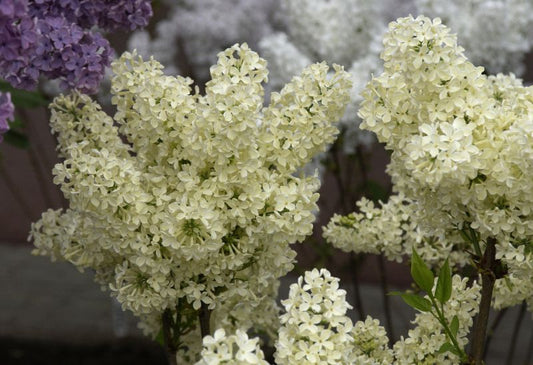 Syringa vulg.'Primrose' - Edelflieder 'Primrose'