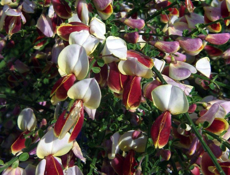 Cytisus scoparius 'Andreanus Splendens' - Edelginster 'Andreanus Splendens'
