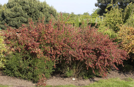 Cytisus scoparius 'Burkwoodii' - Edelginster 'Burkwoodii'
