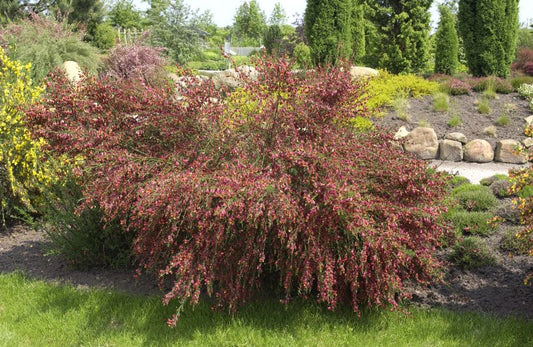 Cytisus scoparius 'Lena' - Edelginster 'Lena'