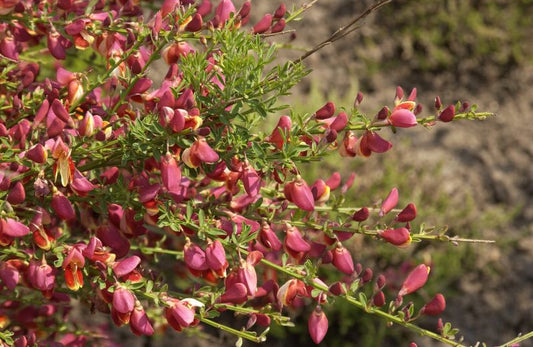 Cytisus scoparius 'Roter Favorit' - Edelginster 'Roter Favorit'